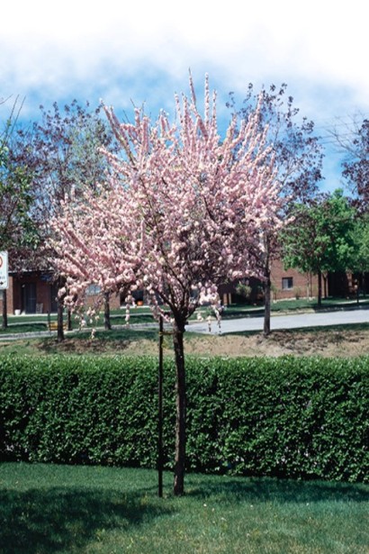 Мигдаль декоративний Плена у формі Кулі щепленої на штамб